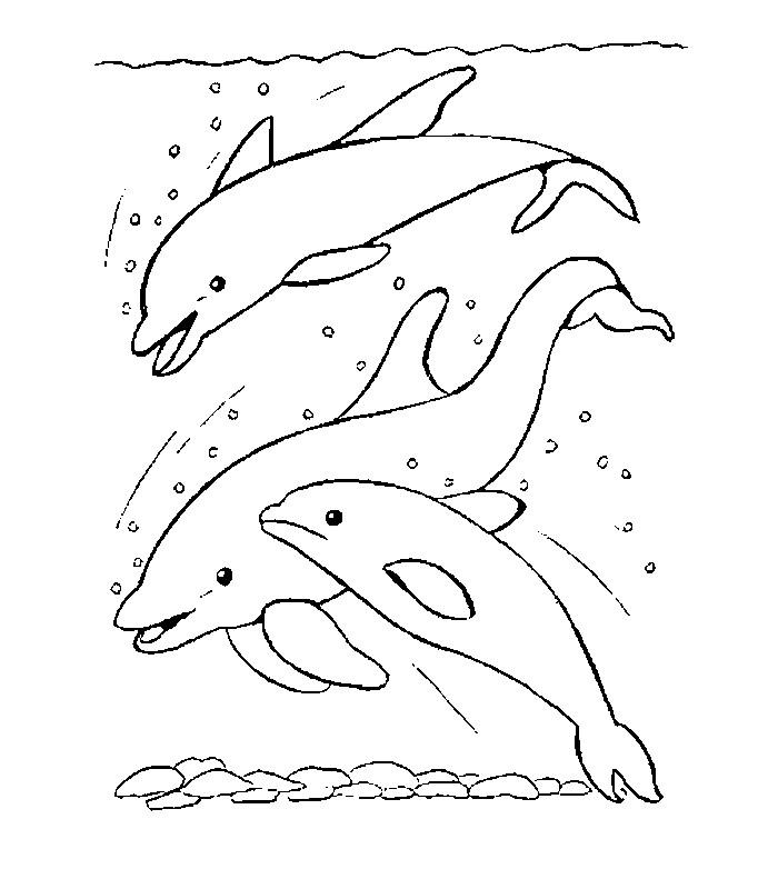coloriage ban  de dauphins